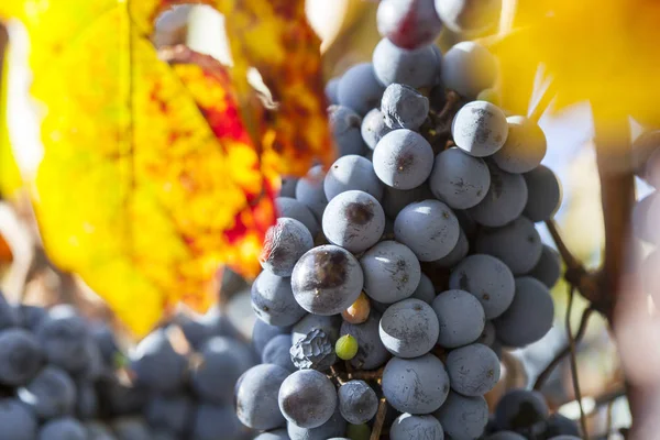 Grape plantation in the state of Mendoza, Argentina — Stock Photo, Image