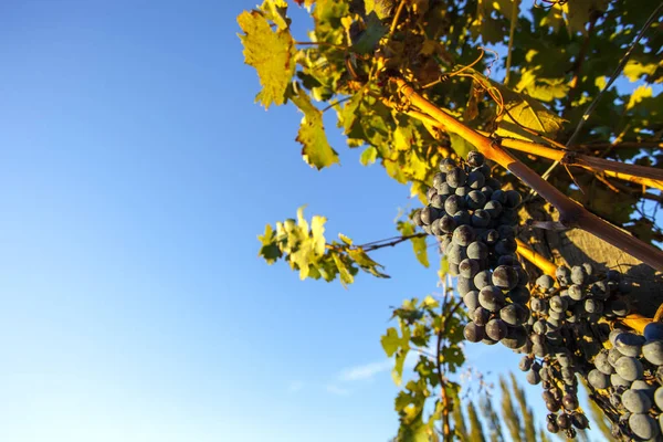 Plantación de uvas en Mendoza, Argentina —  Fotos de Stock