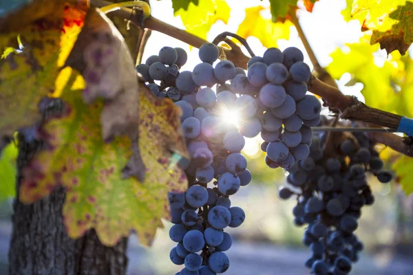 Plantación de uvas en Mendoza, Argentina —  Fotos de Stock