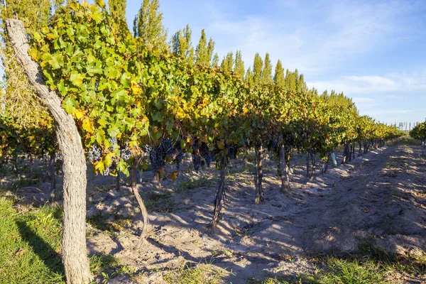 Виноградная плантация в штате Мендоса, Аргентина — стоковое фото