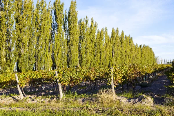 Виноградная плантация в штате Мендоса, Аргентина — стоковое фото