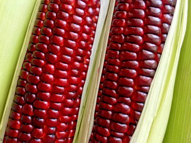 Sweet Siam ruby queen corn from Thailand, close up clipart
