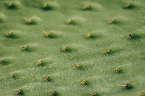 Cactus Leaf Texture Prickly Pear Cactus Opuntia Ficus Indica — Stock Photo, Image