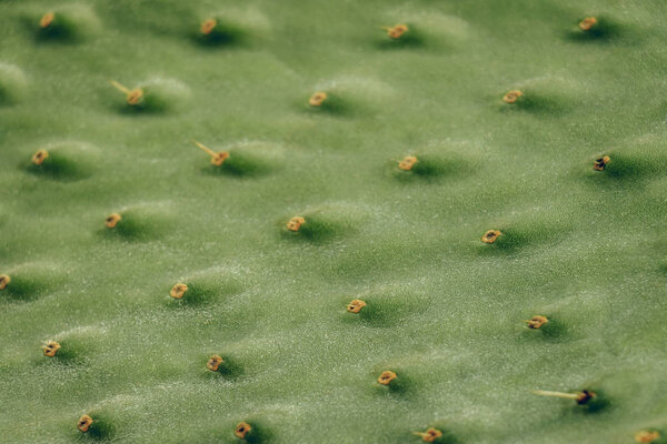 Cactus leaf texture, prickly pear cactus (Opuntia ficus-indica)