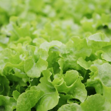 Çiftlik bitki pazarda organik hydroponic sebze, yeşil meşe yakın çekim