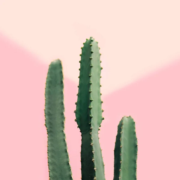 Pasztell Rózsaszín Háttér Másol Hely Zöld Kaktusz — Stock Fotó
