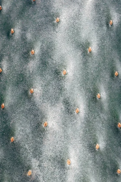 Cactus Leaf Texture Prickly Pear Cactus Opuntia Ficus Indica — Stock Photo, Image