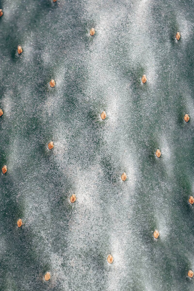 Cactus leaf texture, prickly pear cactus (Opuntia ficus-indica)
