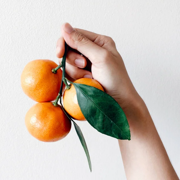 Fresh branch of tangerines in woman hand isolated on white background