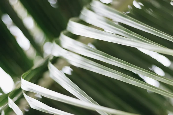 Coconut Leaves Texture Tropical Palm Foliage Greenery Concept Background — Stock Photo, Image