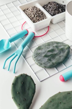 Bahçecilik aletleri beyaz bir arka plan üzerinde kaktüs inciri ile yaratıcı düz bahçe kavramı yatıyordu.