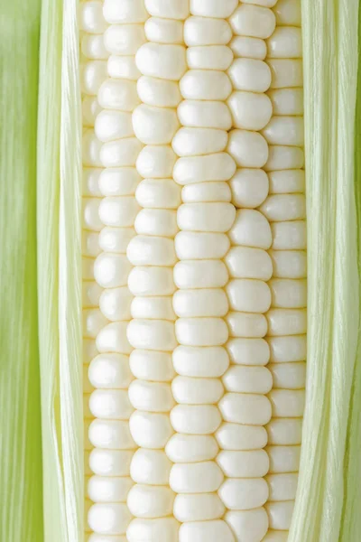 Fresh white sweet corns on a white background, Hokkaido pure white corn, close up