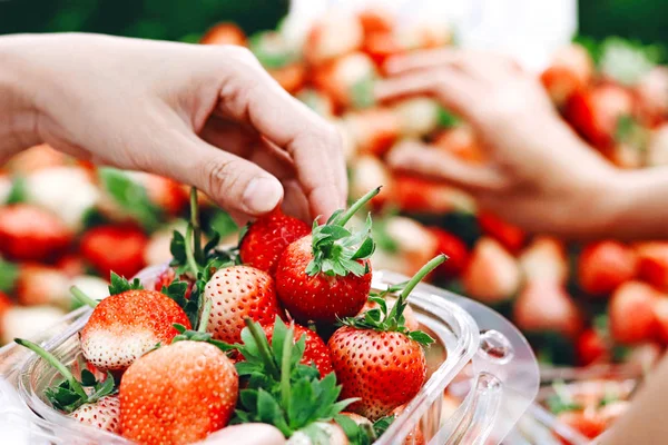 Fresas Frescas Recogidas Mano Mercado Agricultores — Foto de Stock