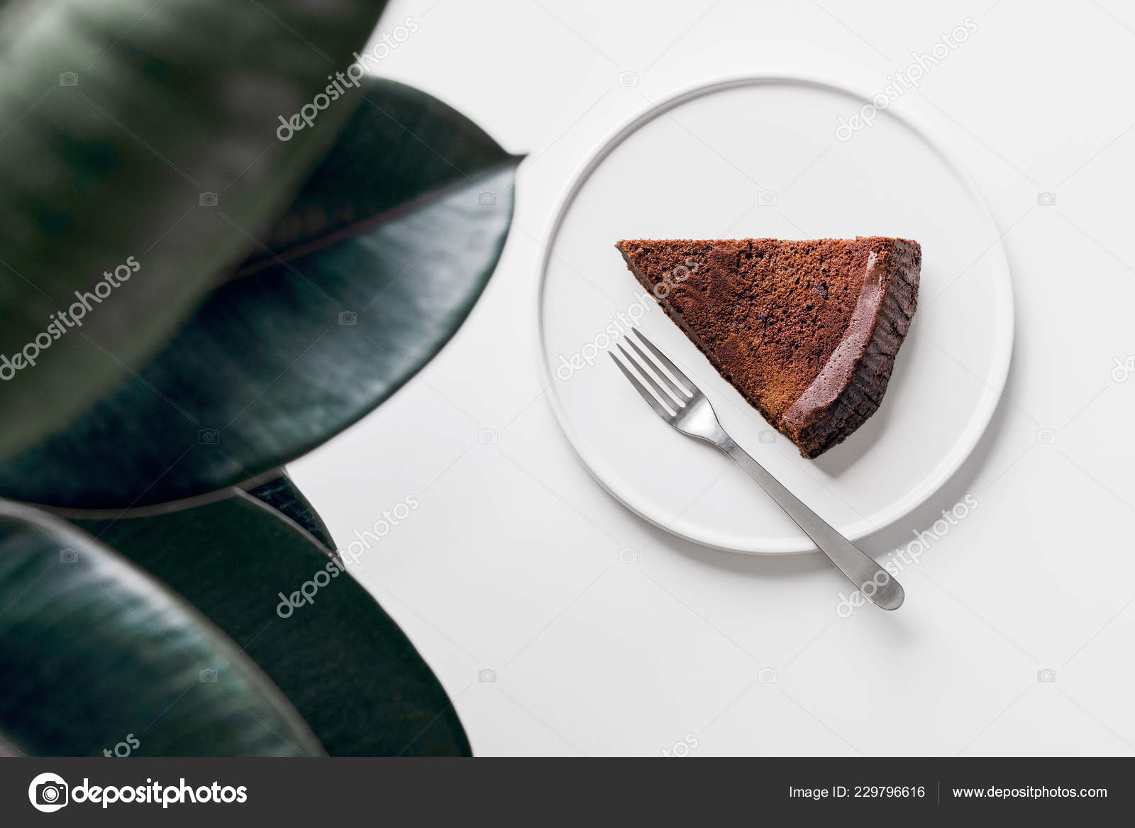 Soft Chocolate Cake Rubber Plant Cafe Ficus Elastica Plant Minimal Stock Photo By C Seedjan Soft Chocolate Cake Rubber Plant Cafe Ficus Elastica Plant Minimal Stock Photo By C Seedjan