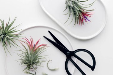 Tillandsia hava bitki beyaz bir arka plan üzerinde yaratıcı düz en az bahçe kavramı yatıyordu.