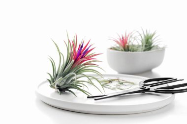 Tillandsia hava bitki beyaz bir arka planda yaratıcı en az bahçe kavramı