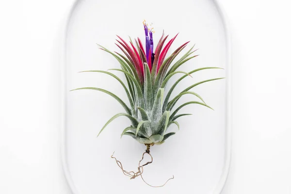 Tillandsia hava bitki beyaz bir arka plan üzerinde yaratıcı düz en az bahçe kavramı yatıyordu.