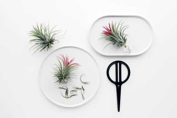 Tillandsia Vzduchu Rostlin Bílém Pozadí Kreativní Plochou Ležela Minimální Zahradnické — Stock fotografie