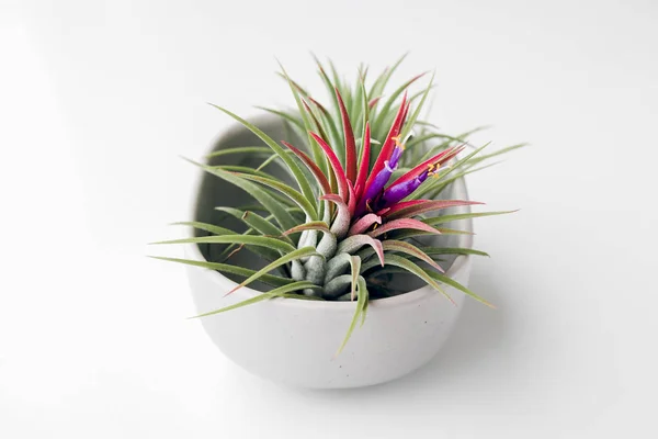 Planta Aire Tillandsia Sobre Fondo Blanco Concepto Creativo Jardinería Mínima — Foto de Stock