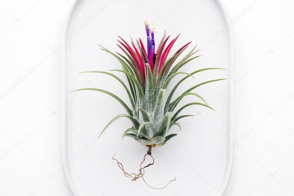 Tillandsia air plant on a white background, creative flat lay minimal gardening concept