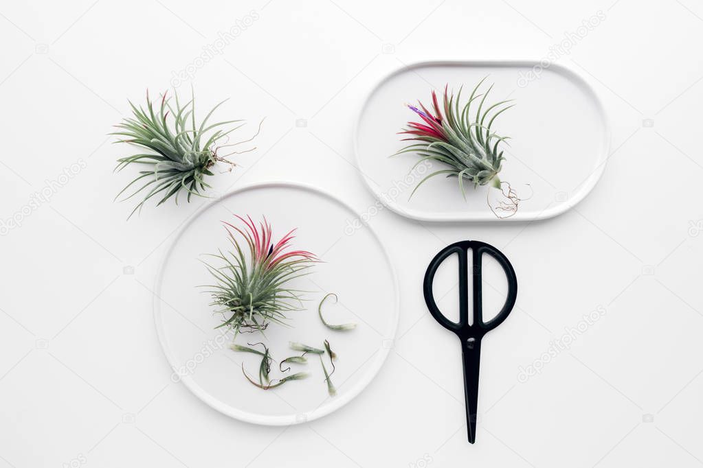 Tillandsia air plant on a white background, creative flat lay minimal gardening concept