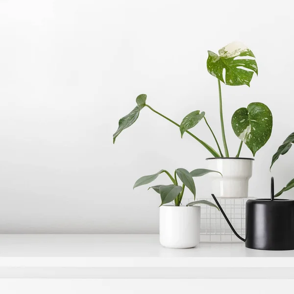 Сучасні кімнатні рослини — стокове фото