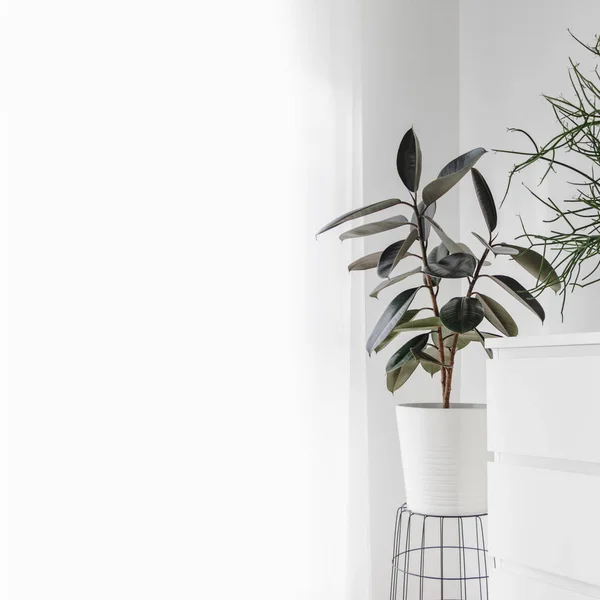 Modern houseplants — Stock Photo, Image