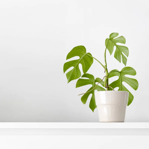 Moderne Zimmerpflanzen — Stockfoto