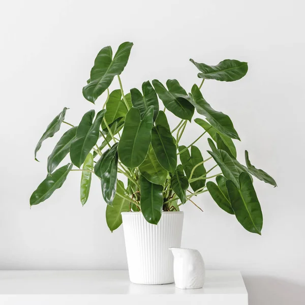 Modern houseplants — Stock Photo, Image