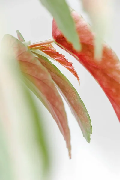 Begonia — Stock Photo, Image