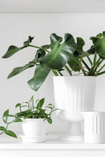 Modern Oda bitkiler — Stok fotoğraf
