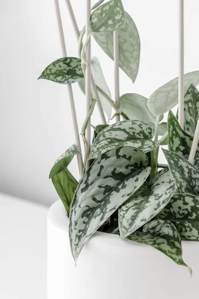 Modern houseplants