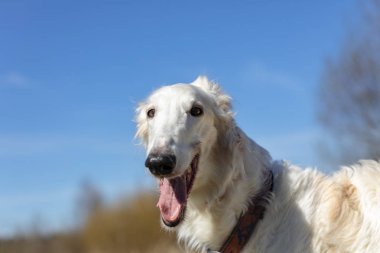 Borzoi tasma olmadan doğa yürüyüşleri