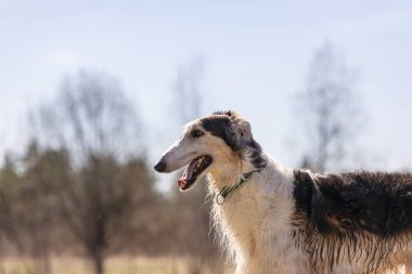 Borzoi tasma olmadan doğa yürüyüşleri