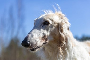 Borzoi tasma olmadan doğa yürüyüşleri