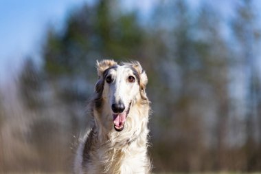 Borzoi tasma olmadan doğa yürüyüşleri