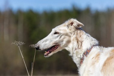 Borzoi tasma olmadan doğa yürüyüşleri
