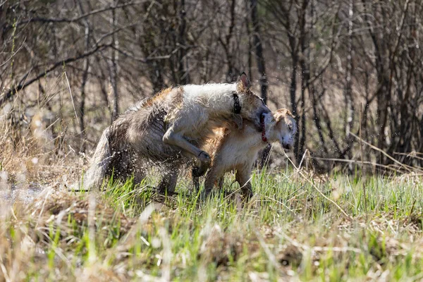 Hundar Utan Koppel Promenad Naturen — Stockfoto