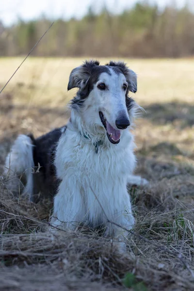 Borzoi Sem Coleira Caminha Natureza — Fotografia de Stock