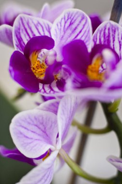 Orchidea kapatmak yukarıya fotoğraf