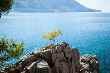 Karadağ sahil. Manzara. Yalnız bir ağaç kayanın üzerinde büyür.