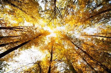 Ağaç seviyesinde, atışa sonbahar ormanın içinde. bir balıkgözü lens fotoğrafı. ağaçlar üst kısımları üzerinde odaklanmak