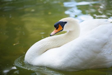 gün batımında gölde yüzmeye Kuğu