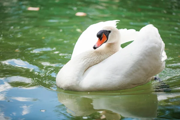 Labuť Koupání Jezeře Při Západu Slunce — Stock fotografie