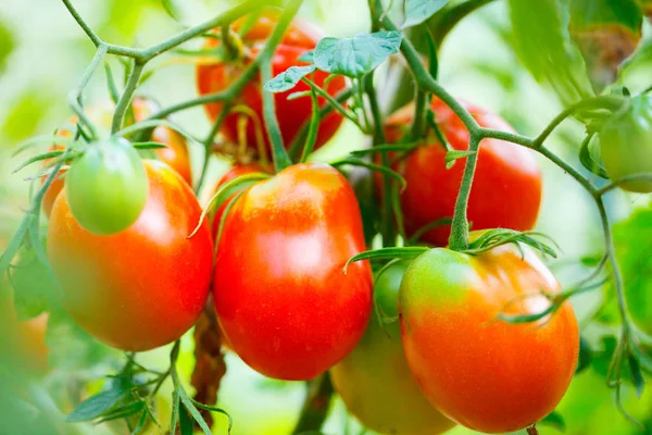 Pomodori Rossi Sul Ramo Con Sfondo Verde Sfocato — Foto Stock