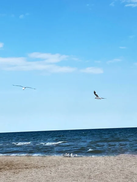 Mouettes volent au bord de la mer — Photo