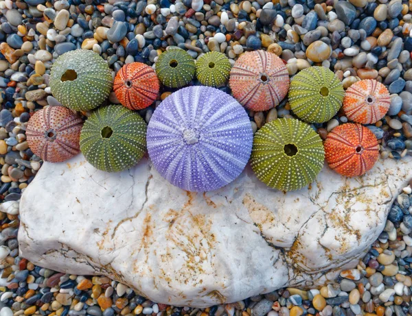 Plaj Renkli Deniz Kestanesi — Stok fotoğraf