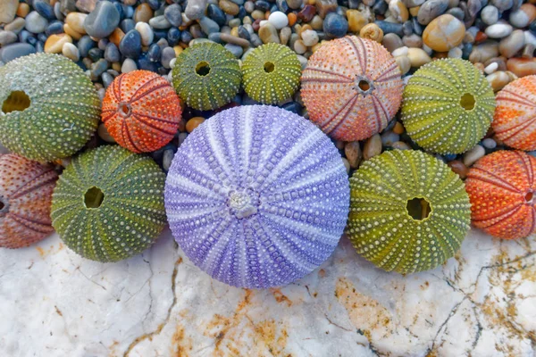 Colorful Sea Urchins Beach — Stock Photo, Image