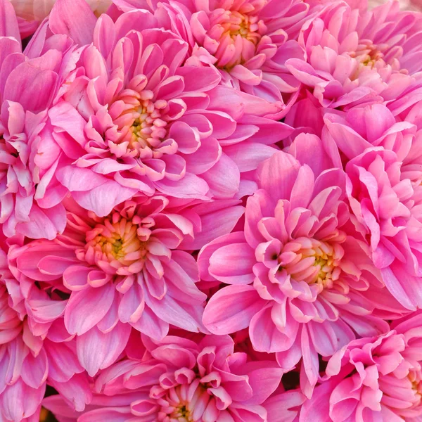 Pink Chrysanthemum Flowers Natural Background — Stock Photo, Image