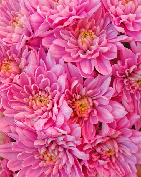 Flores Crisântemo Rosa Fundo Natural — Fotografia de Stock